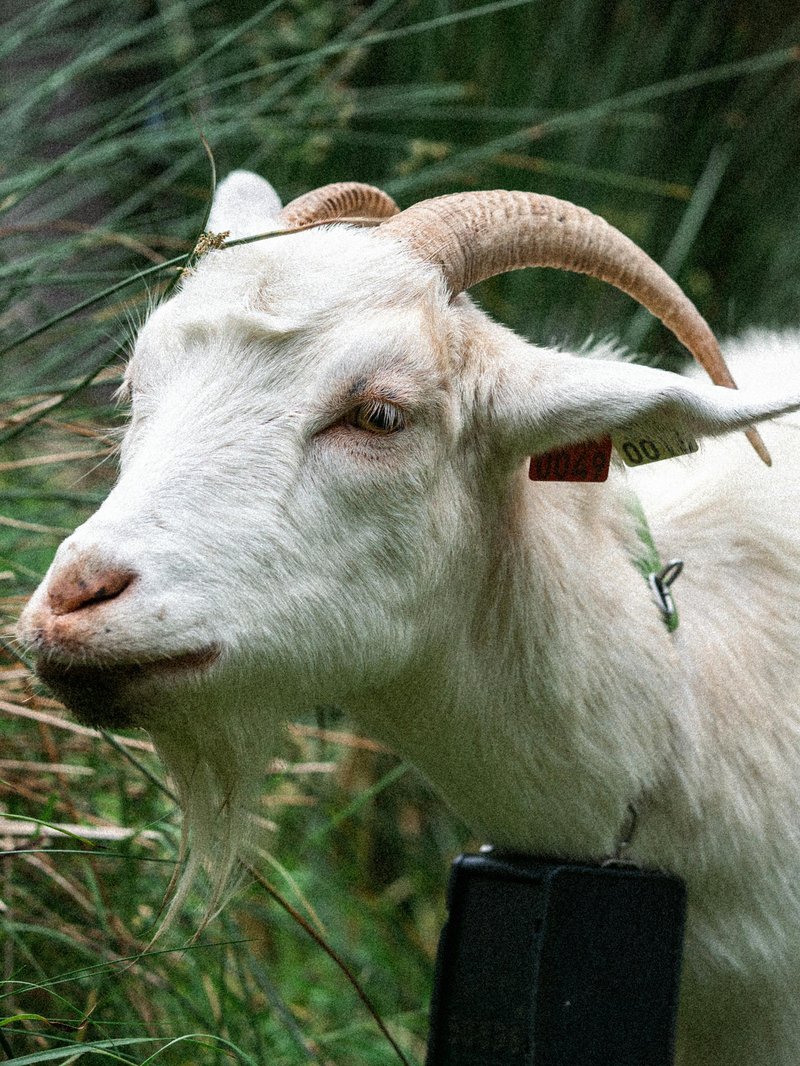 Zélie, chèvre blanche, de profil dans les hautes herbes